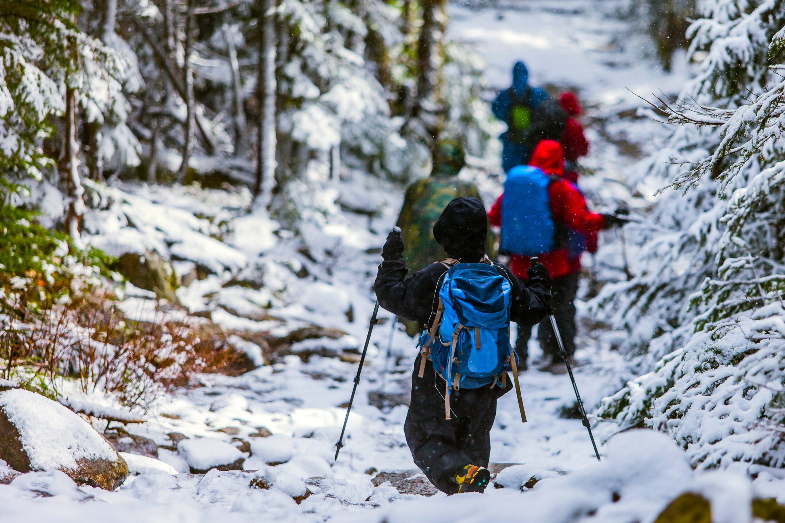 Na slici je grupa ljudi koja hoda kroz šumovit i snijegom pokriven teren. Nose ruksake i koriste štapove za hodanje. Okruženi su drvećem prekrivenim snijegom, a staza na kojoj hodaju također je pokrivena snijegom.