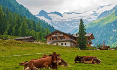 Na slici je prekrasan krajolik okružen zelenim pašnjacima i planinama. Na slici se vide tri smeđe krave koje leže i drvena kuća, a uz nju jedan svisoki bor.