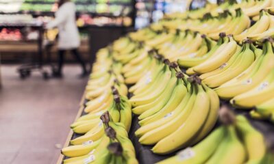 Fotografija prikazuje redove zrelih banana koje su izložene na polici u trgovini. Banane su svijetlo žute boje s blagim zelenkastim tonovima na vrhovima, što ukazuje na njihovu svježinu. Na pojedinim bananama nalaze se naljepnice s oznakama. U pozadini se nazire dio trgovine s drugim proizvodima i nejasno vidljiva osoba koja prolazi pored hladnjaka. Ovo je uobičajen prizor iz supermarketa gdje ljudi kupuju svježe voće.