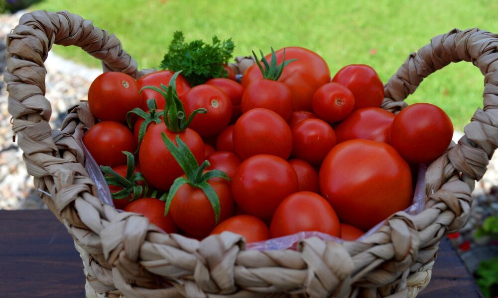 Na fotografiji je prikazana pletena košara puna crvenih rajčica. U košari se nalazi raznolikost veličina rajčica, od malih cherry rajčica do većih sorti. Također, uočava se nekoliko zelenih stabljika s listovima koji dodaju svježinu kompoziciji. Košara je postavljena na drvenu površinu, a u pozadini se nazire zelenilo trave. Ova fotografija može biti zanimljiva ili relevantna zbog prikaza svježe ubranih plodova koji simboliziraju plodnost i obilje te mogu biti povezani s temama kuhanja, vrtlarstva ili zdrave prehrane.