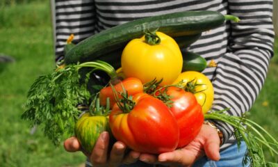 Na fotografiji je osoba u prugastoj majici koja drži razno povrće u rukama. Vidljivi su veliki crveni rajčice, žuta paprika, dugačka zelena tikvica i nekoliko grančica peršina. Ova slika može biti zanimljiva ili relevantna jer prikazuje svježe ubrano povrće koje može simbolizirati zdravu prehranu ili poljoprivredu.