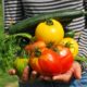 Na fotografiji je osoba u prugastoj majici koja drži razno povrće u rukama. Vidljivi su veliki crveni rajčice, žuta paprika, dugačka zelena tikvica i nekoliko grančica peršina. Ova slika može biti zanimljiva ili relevantna jer prikazuje svježe ubrano povrće koje može simbolizirati zdravu prehranu ili poljoprivredu.