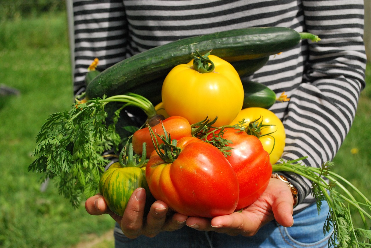 Na fotografiji je osoba u prugastoj majici koja drži razno povrće u rukama. Vidljivi su veliki crveni rajčice, žuta paprika, dugačka zelena tikvica i nekoliko grančica peršina. Ova slika može biti zanimljiva ili relevantna jer prikazuje svježe ubrano povrće koje može simbolizirati zdravu prehranu ili poljoprivredu.