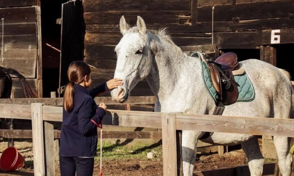 Na slici se nalazi mlada osoba koja stoji pokraj bijelog konja u vanjskom prostoru štale. Osoba nježno dodiruje konjevo lice, stvarajući intiman i smiren trenutak povezanosti. Konj je opremljen zelenom podsedlicom i smeđim sedlom, spreman za jahanje ili upravo vraćen s terena. U pozadini se vidi štala izrađena od tamnih drvenih dasaka, s jasno označenim boksovima — brojevi "1" i "6" su vidljivi. Na tlu, uz ogradu, nalazi se crvena kanta, dodajući dašak boje prizoru. Cijela scena odvija se po danu, u prirodnom svjetlu, što dodatno naglašava mirnu atmosferu i nježnu interakciju između čovjeka i životinje.