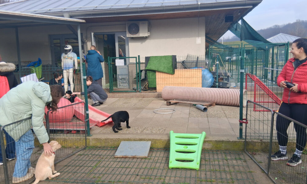 Ljudi u dvorištu pomažu štenadi u socijalizaciji i igri uz sprave.