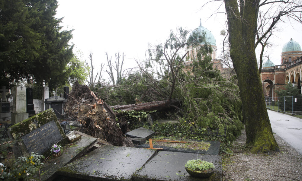 Srušeno stablo na groblju oštetilo grobove, u pozadini mirogojske Arkade.