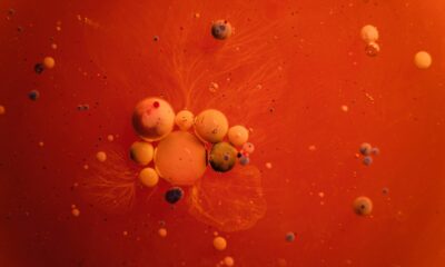 Fotografija prikazuje određene stanice.