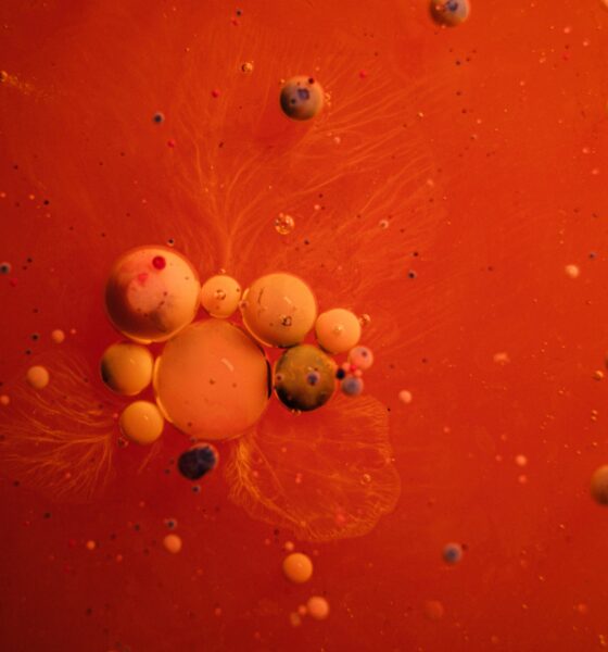 Fotografija prikazuje određene stanice.